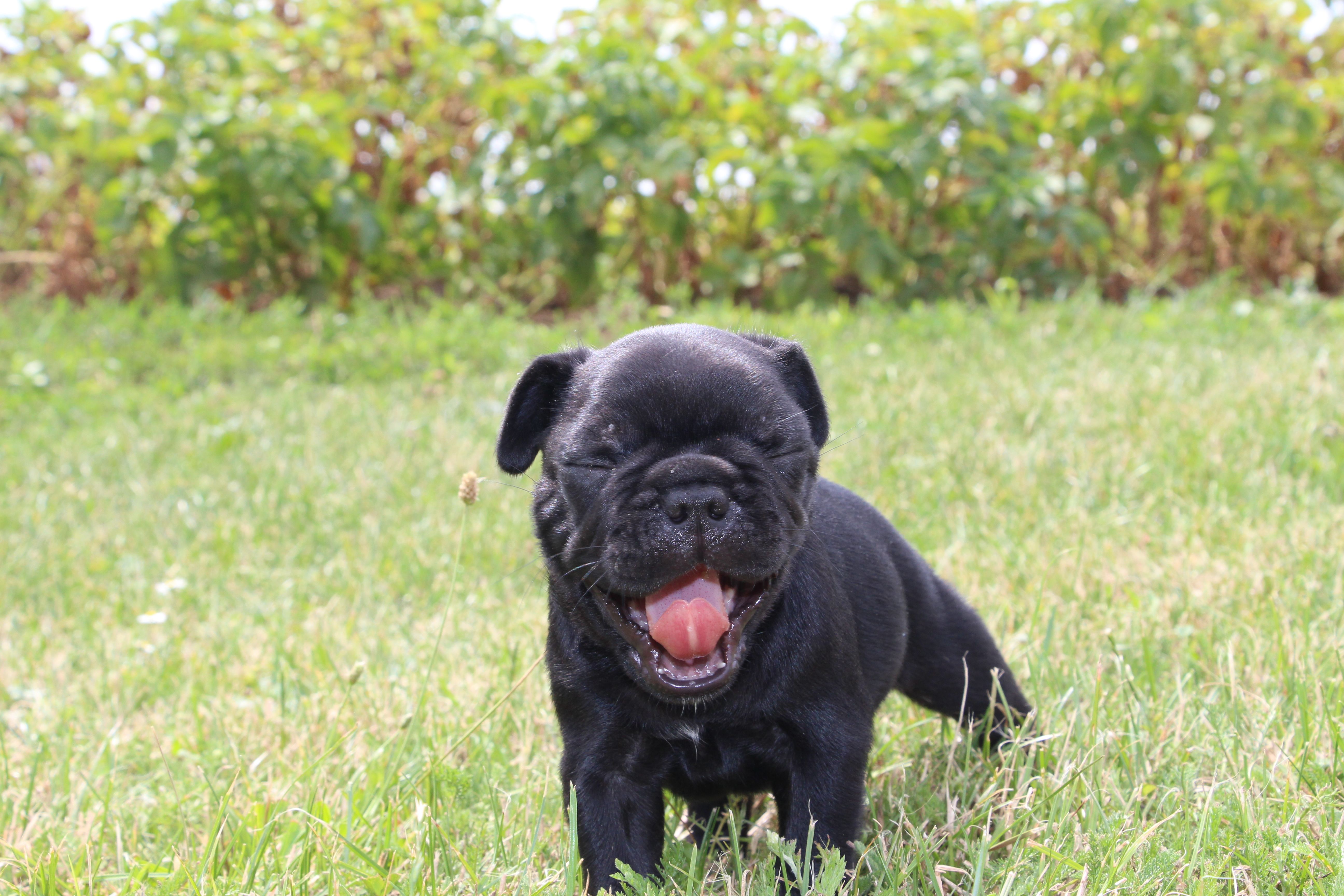 <svg class='green'></svg> <b>Mr.Sirius Black</b> <svg class='green'></svg>